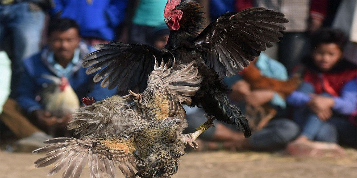 Unveiling the Thrilling World of BK8 Cockfighting: A Comprehensive Guide
